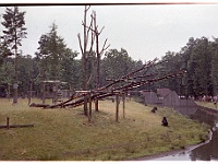 foto0013  Het gorilla eiland in de apenheul