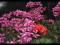 foto0069
