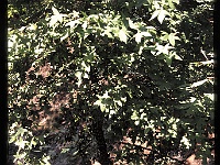 foto0082