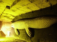 PICT0225