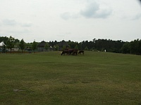PICT0729