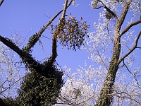 PICT2075b  Overal hingen de parasitaire marretakken in de bomen (missseltoe)