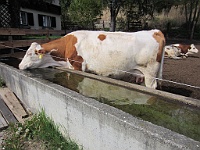 IMG 0029