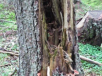 PICT2866B  Het natuurpad is beschermd, bomen worden niet gekapt, maar ziek gaat dood valt om.