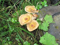 PICT2880B  Pfilzen oftewel paddestoelen.