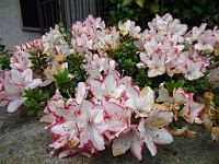 IMG 0804