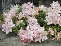 IMG 0805