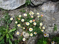 IMG 0810