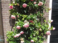 IMG 4206