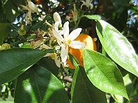 IMG 4209