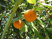 IMG 4210