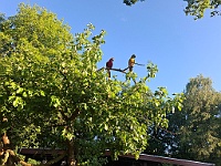 20250520 194348  2 ara's 1 woning verder. zaten regelmatig in de boom voor hun huisje en kwetterden er vol op los. Ze luisterden wel naar je en konden "hallo" en "dag" nadat ik het 2x had gezegd... Zullen ze ook wel van anderen hebben geleerd.